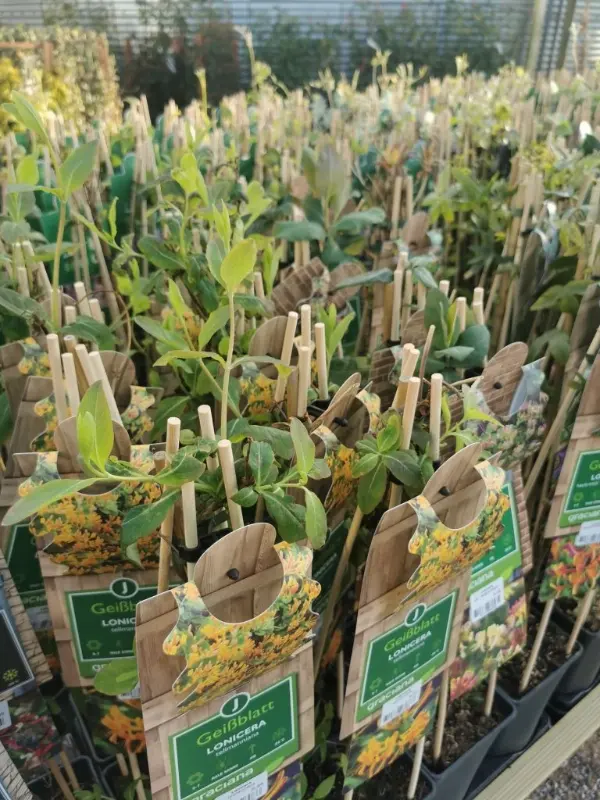 Bamboo-Plant-and-Flower-Stick