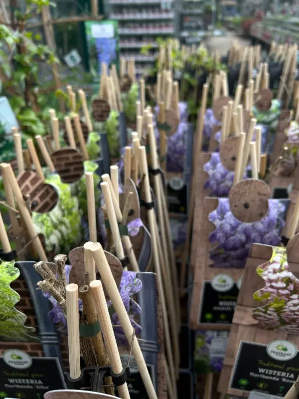 Bamboo-stakes-1