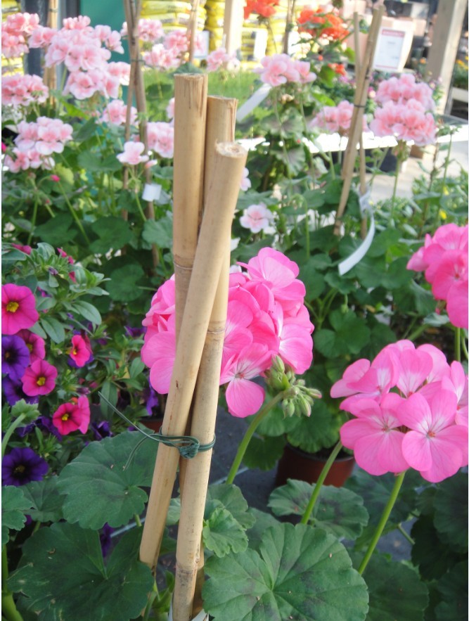 bamboo-12