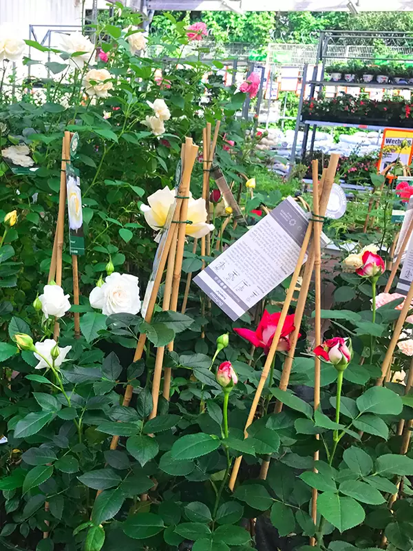 bamboo-flower-support-stick