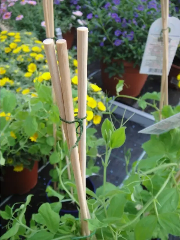 bamboo-stick-unpointed-1