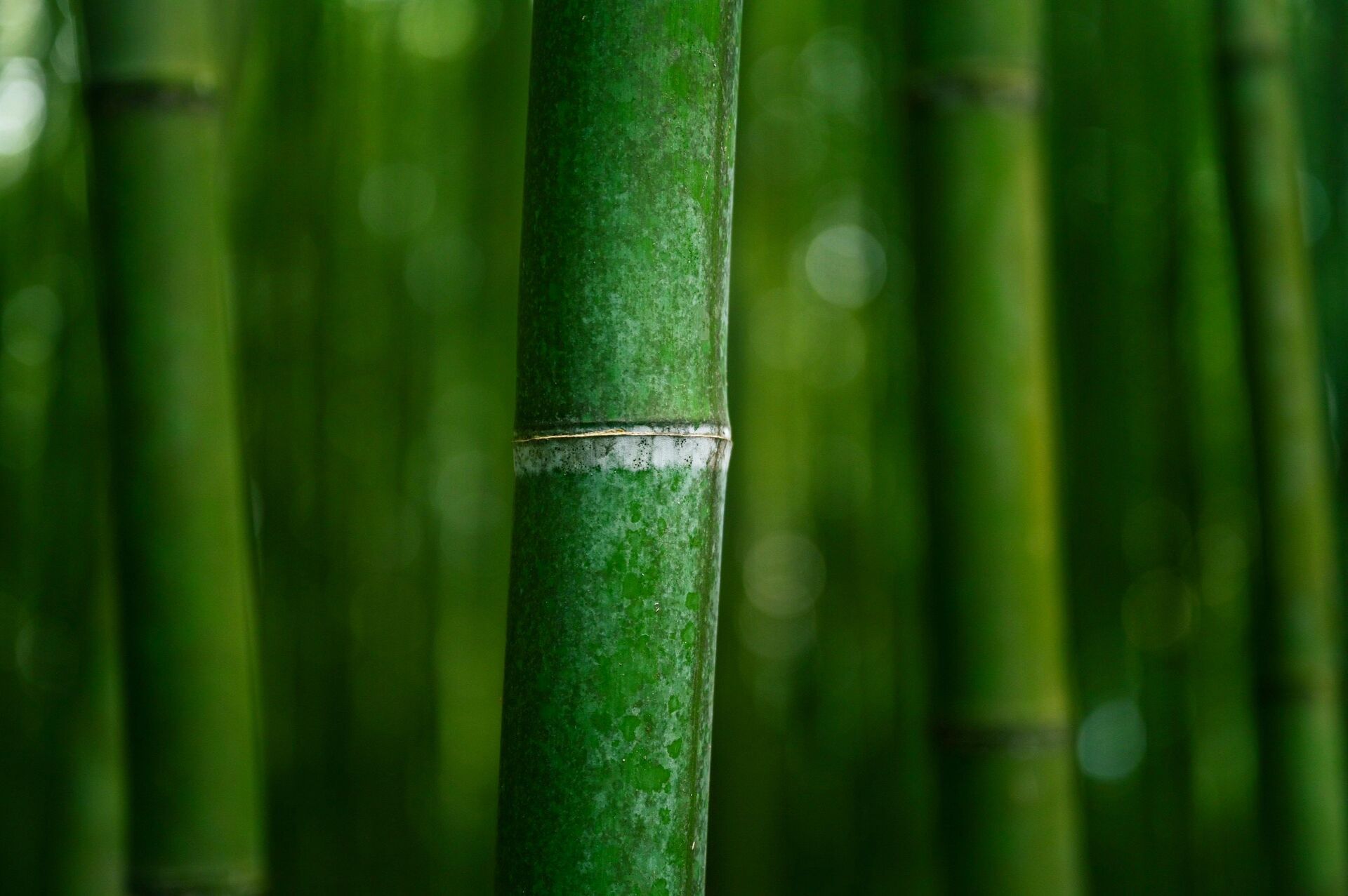 bamboo sus