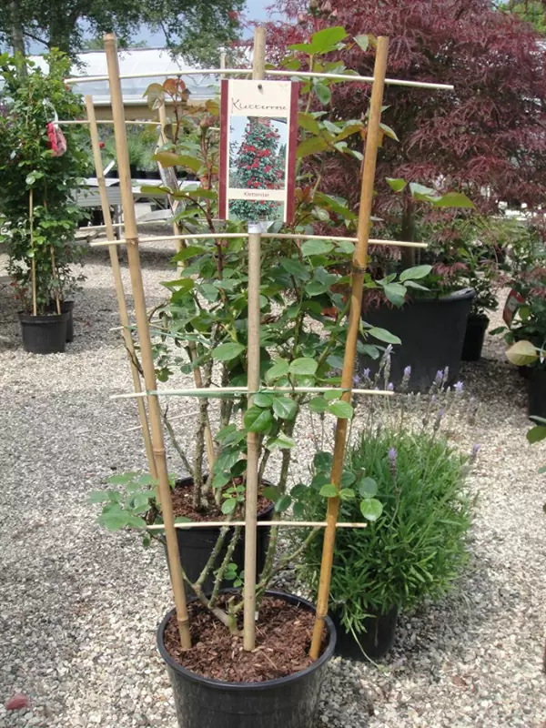 eco-friendly-bamboo-plant-support