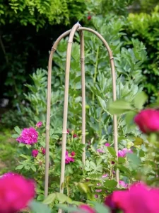 mmexport1654074427339 WH 600x800px 1