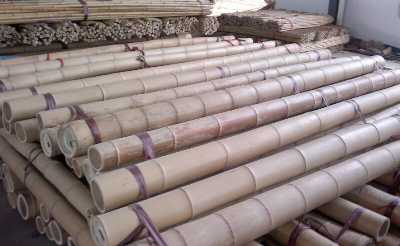 moso-bamboo-2