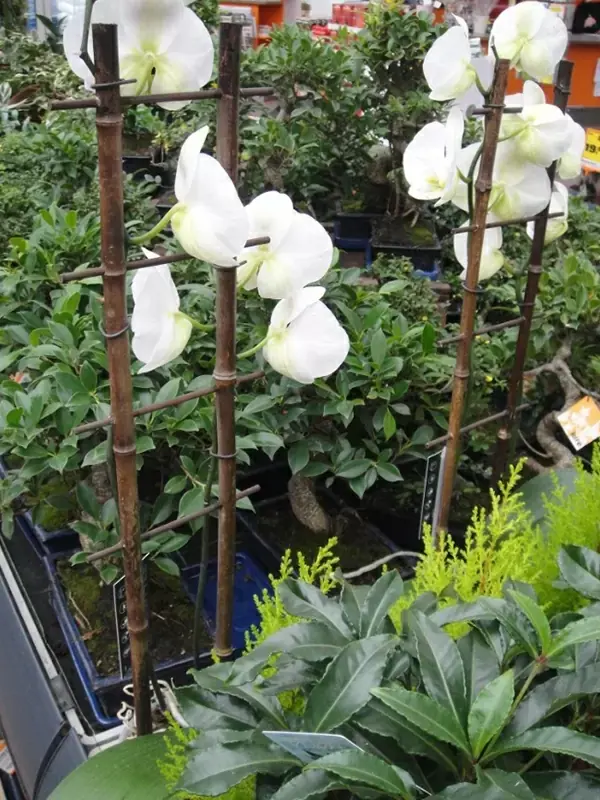 natural-bamboo-trellis