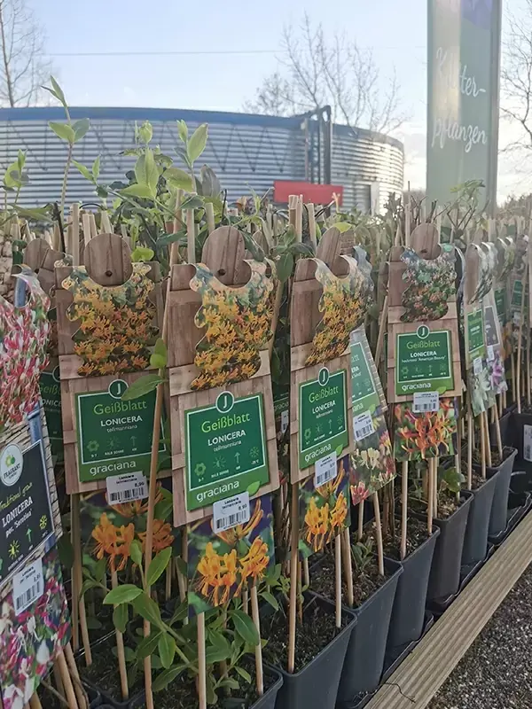 plant-support-bamboo-stick