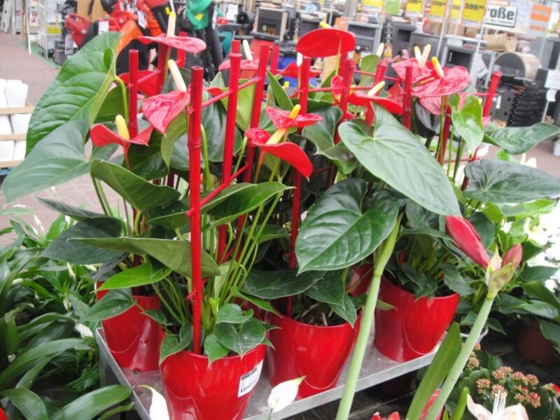 red-bamboo-flower-support