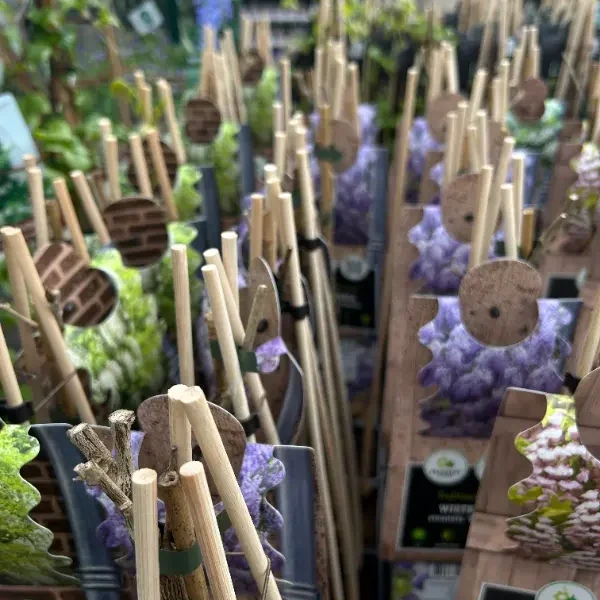 Bamboo-stakes-1
