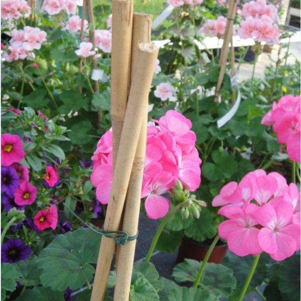bamboo-12